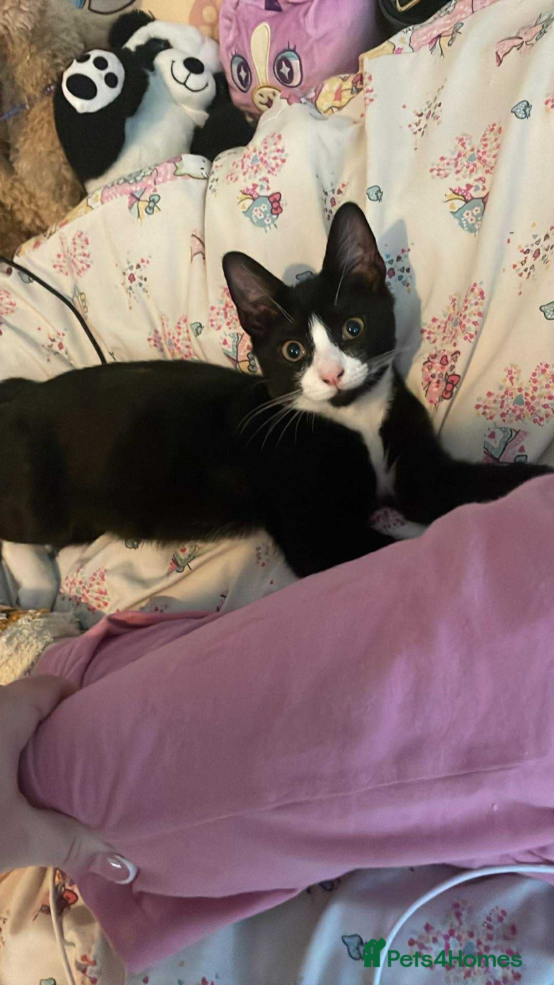 Mixed Breed cats for sale: Female kitten  - Image 4