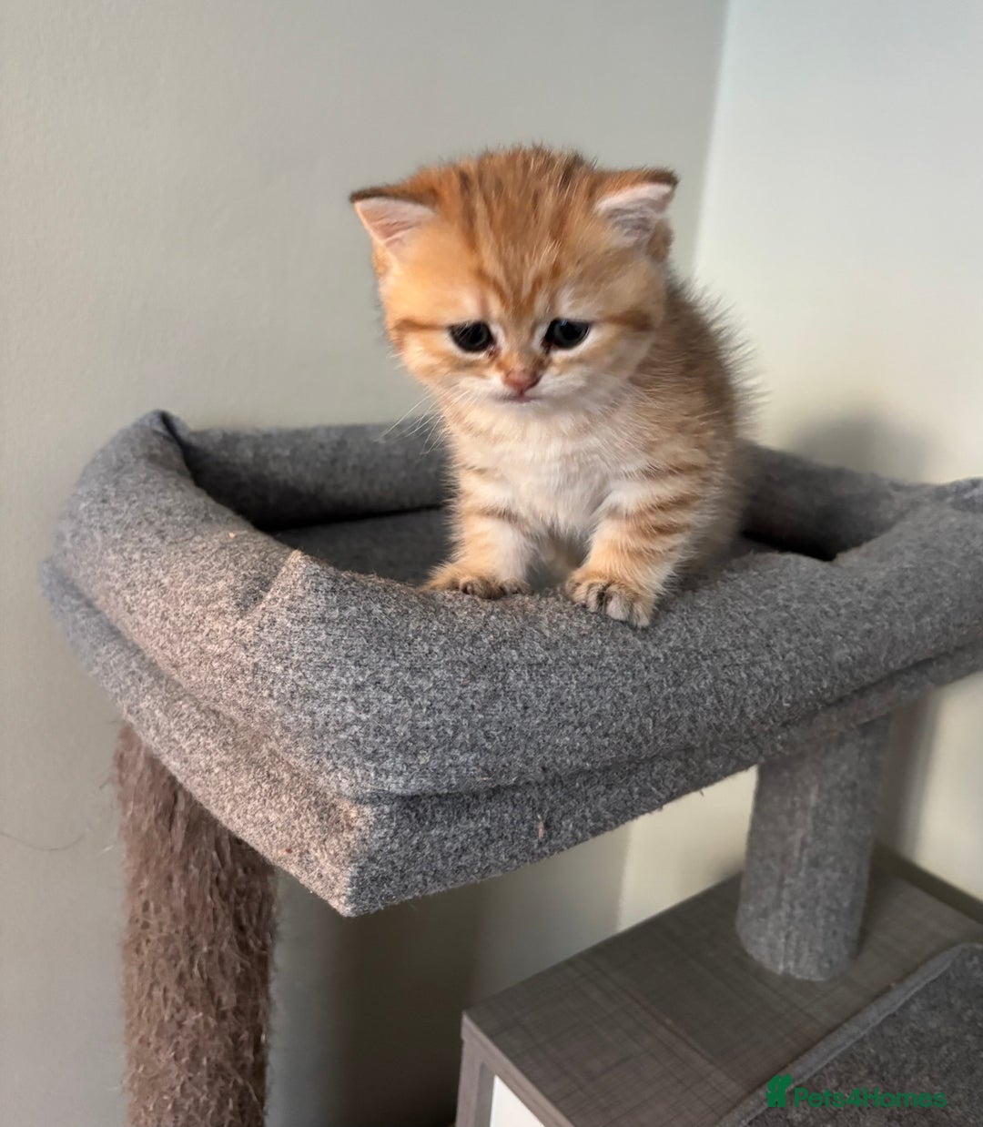 British Shorthair cats for sale: British Shorthair golden and silver - Image 6