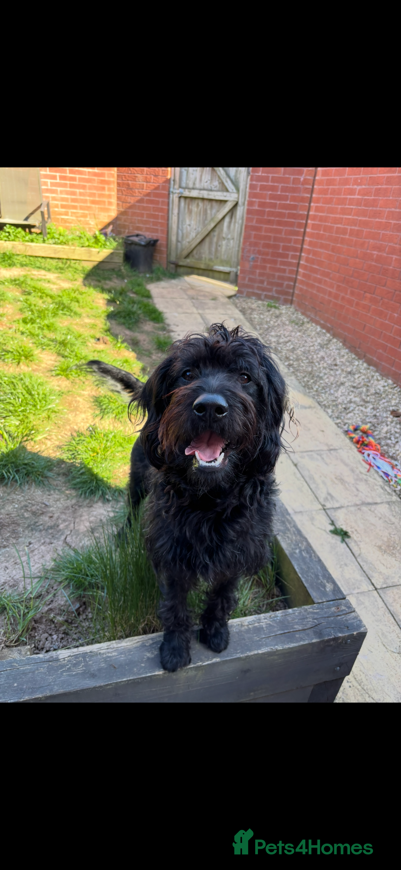 Labradoodle dogs 2 year old female labradoodle  - Advert 1