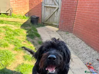 Labradoodle dogs 2 year old female labradoodle - Advert 1