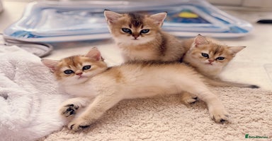 British Shorthair cats - Advert 3