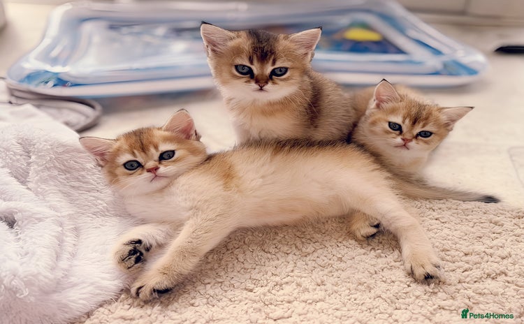 British Shorthair cats - Advert 1