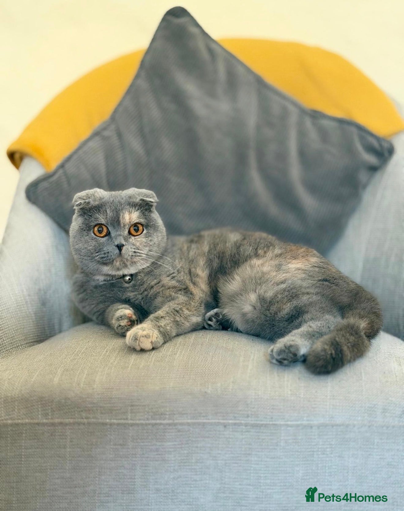 Scottish Fold cats for sale: Beautiful Scottish Fold Kittens Ready From 10/06 in Leatherhead - Advert 6