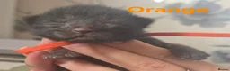 Mixed Breed cats for sale: 6 beautiful maine coon X  in Clacton-on-Sea - Advert 27