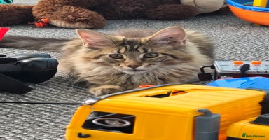 Maine Coon cats in High Wycombe - Advert 12