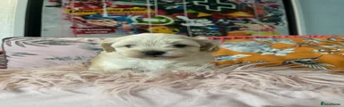 Maltipoo 4