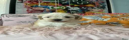 Maltipoo dogs for sale: Toy Maltipoos  - Advert 16