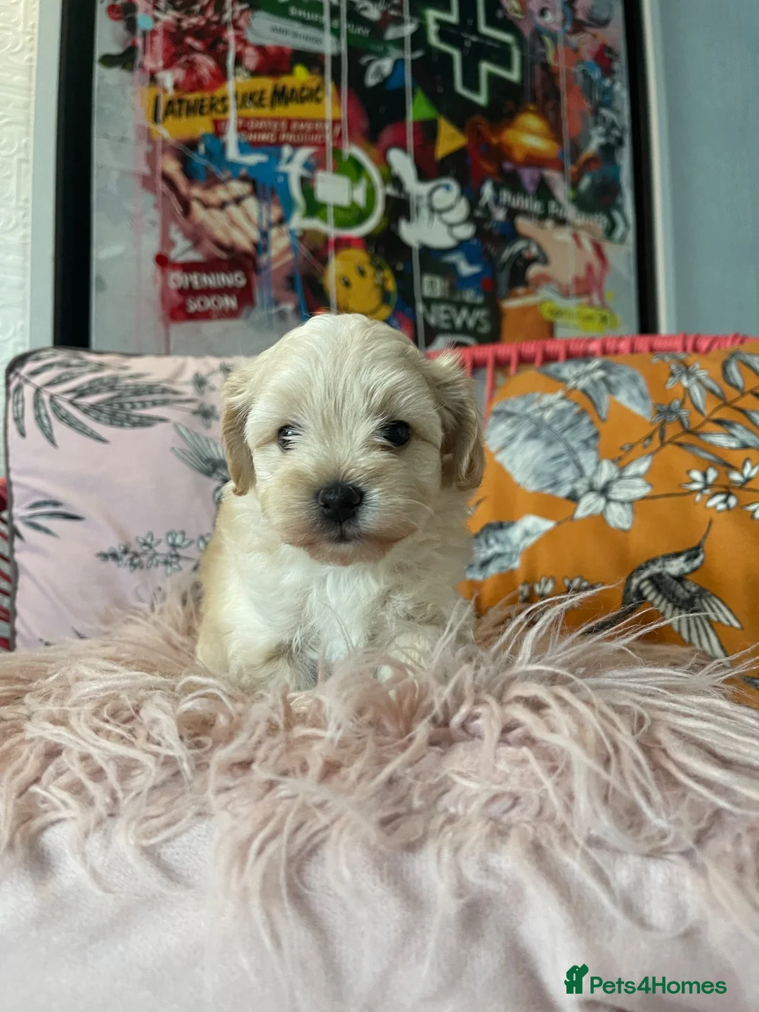 Maltipoo dogs for sale: Toy Maltipoos  - Advert 16