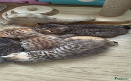 Scottish Fold cats for sale: Scottish Fold kittens -waiting list NOW OPEN! 😻 - Image 2