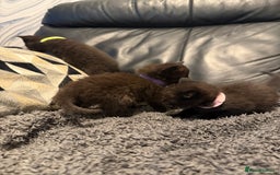 British Shorthair cats for sale: Stunning British Shorthair X Kittens  - Image 13