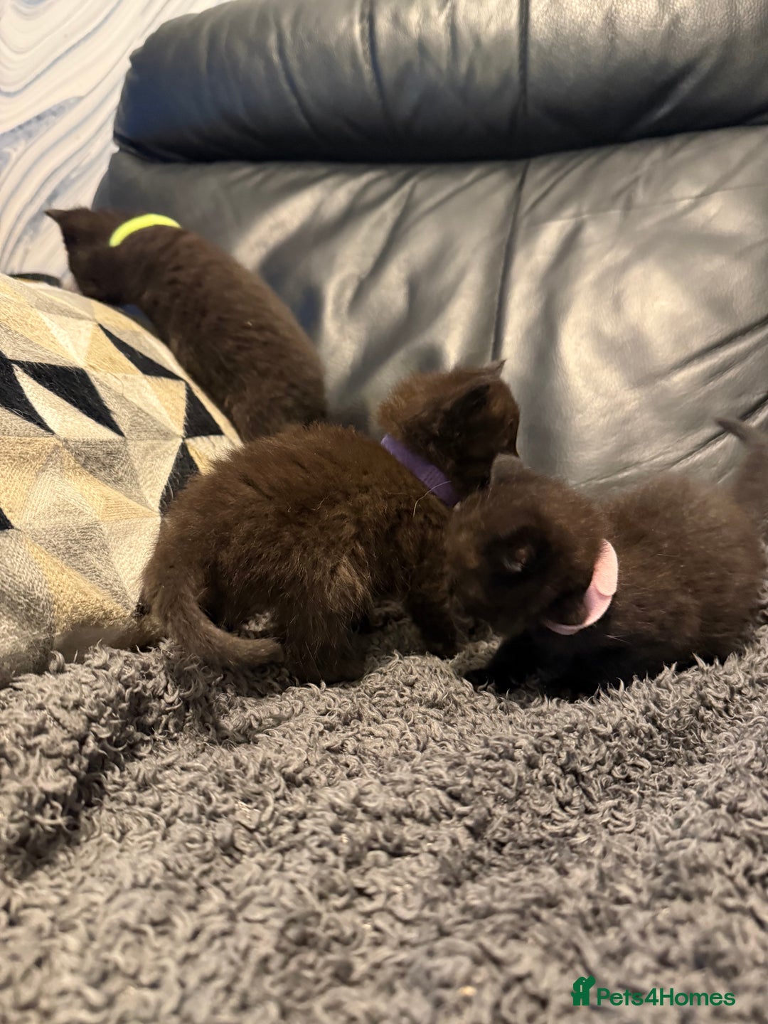 British Shorthair cats for sale: Stunning British Shorthair X Kittens  - Image 13