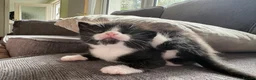 Mixed Breed cats for sale: Tuxedo kittens  in Runcorn - Advert 7