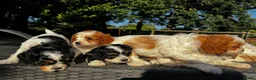 Cavapoo dogs for sale: Cavapoo’s extensively health tested rare colours  - Advert 22