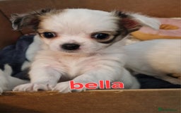 Chihuahua dogs for sale: Chihuahuas puppy's   - Image 5