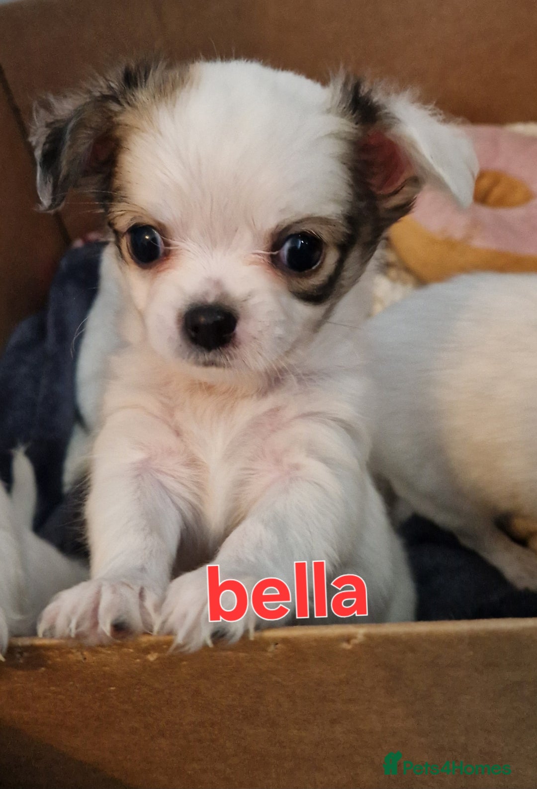 Chihuahua dogs for sale: Chihuahuas puppy's   - Image 5