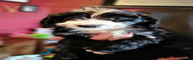 Cockapoo 1