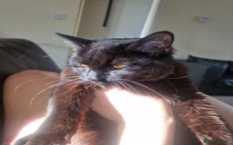Mixed Breed cats for sale: MaineCoon - Cross Mixed ;) - Image 3