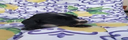 Cocker Spaniel dogs for sale: Cocker Spaniel Puppies - Advert 9
