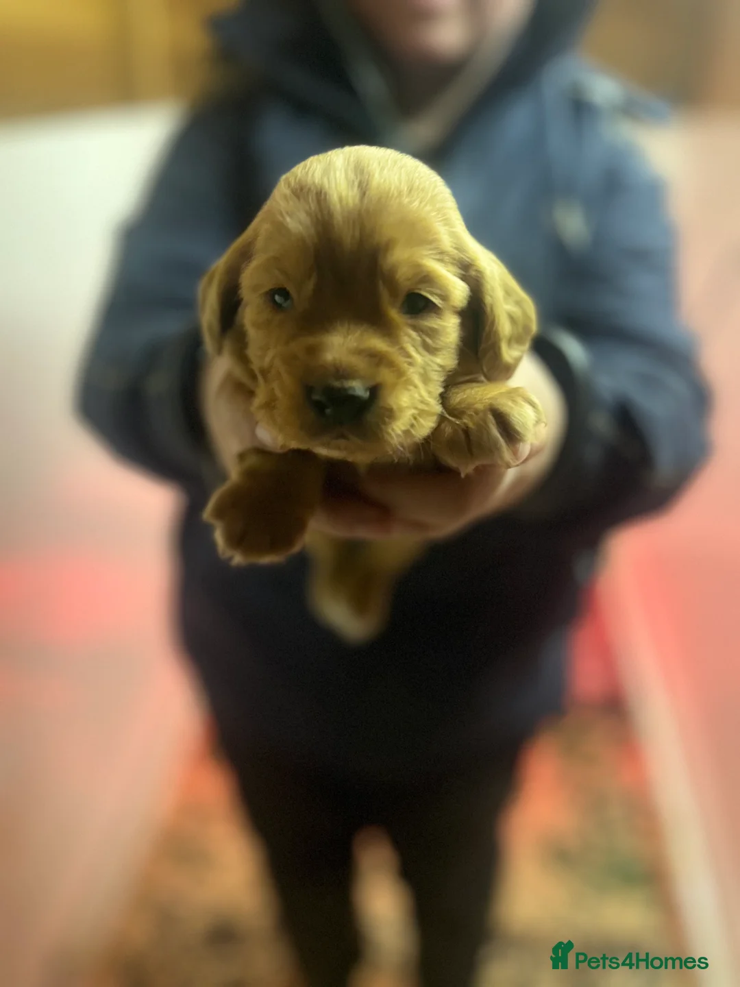 Cocker Spaniel dogs for sale: Working Cocker Spaniels  - Advert 5