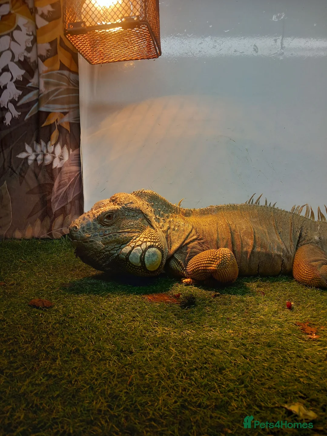 Iguana reptiles for sale: Iguana 4 sale  in Manningtree - Advert 1