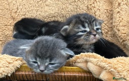 Maine Coon cats for sale: Maincoon cross kittens  - Image 11