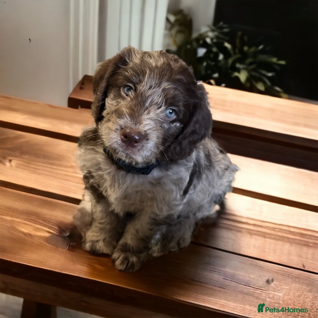 Miniature Poodle dogs for stud: Blue Merle, Chocolate carrier, Miniature stud in Newcastle - Advert 2