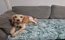 Cocker Spaniel dogs for sale: Cocker Spaniel Ruby - Image 1