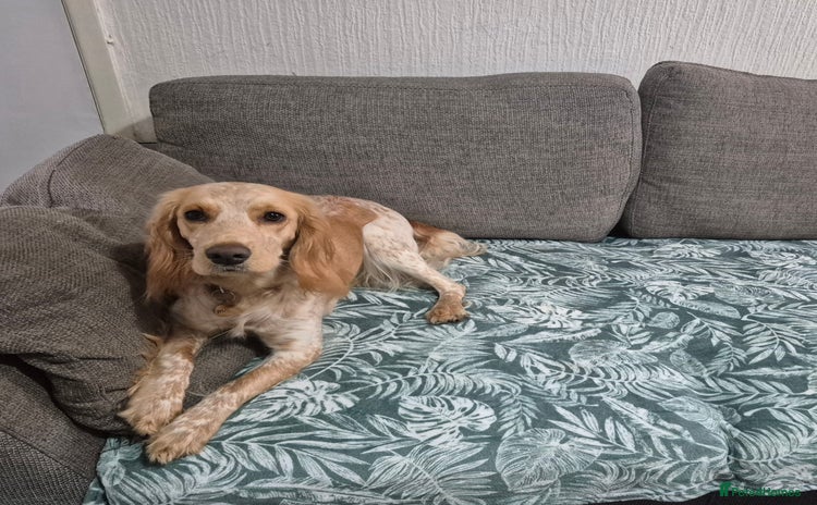 Cocker Spaniel dogs - Advert 6