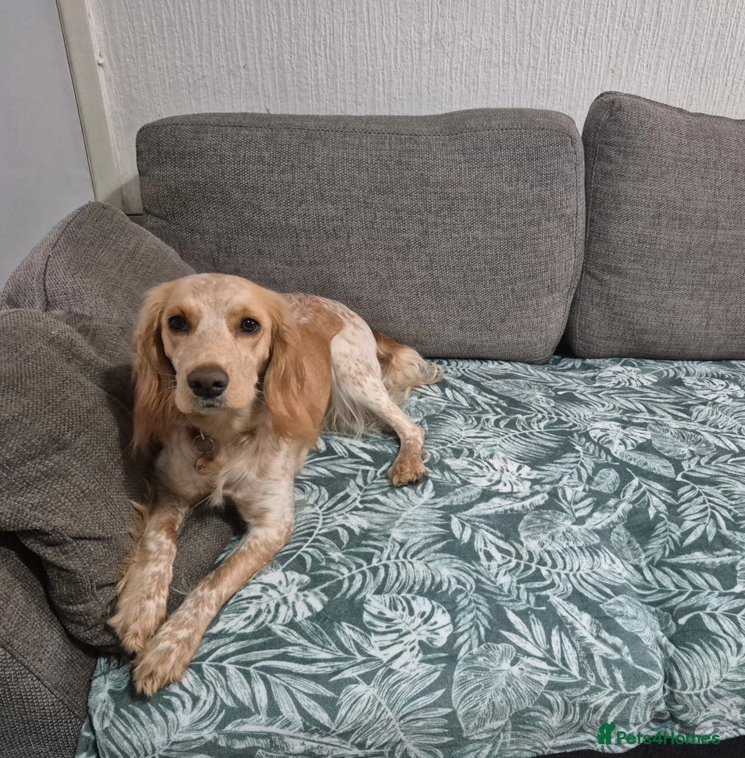 Cocker Spaniel dogs for sale: Cocker Spaniel Ruby - Image 1