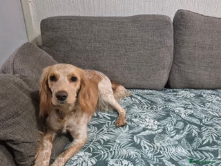 Cocker Spaniel dogs - Advert 34