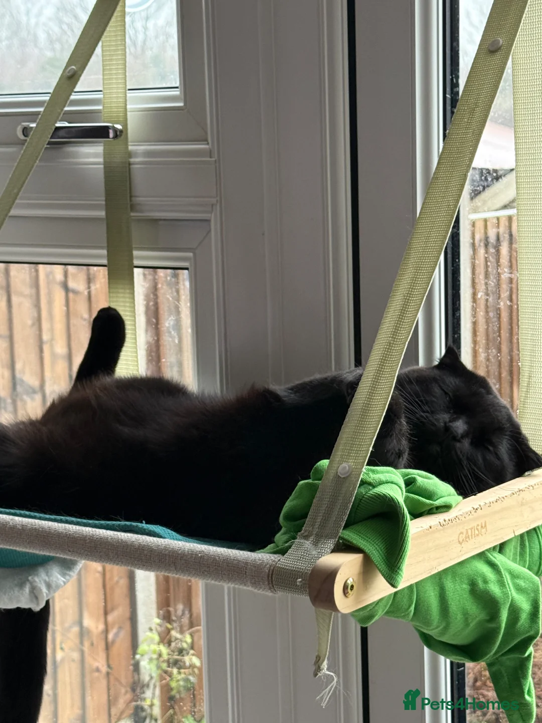 Scottish Fold cats for sale: Jethro  in Coventry - Advert 1