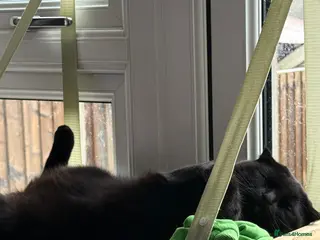 Scottish Fold cats Jethro - Advert 1