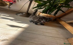 Ragdoll cats for sale: x3 adorable half ragdoll kittens ready to go - Image 4