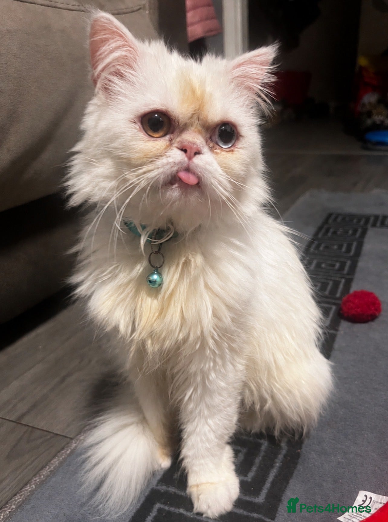 Persian cats  1 GIRL LEFT 🌸🌷💐🌹🌼 - Advert 2