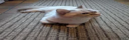 Ragdoll cats for sale: Fluffy Ragdoll Kittens - Advert 11