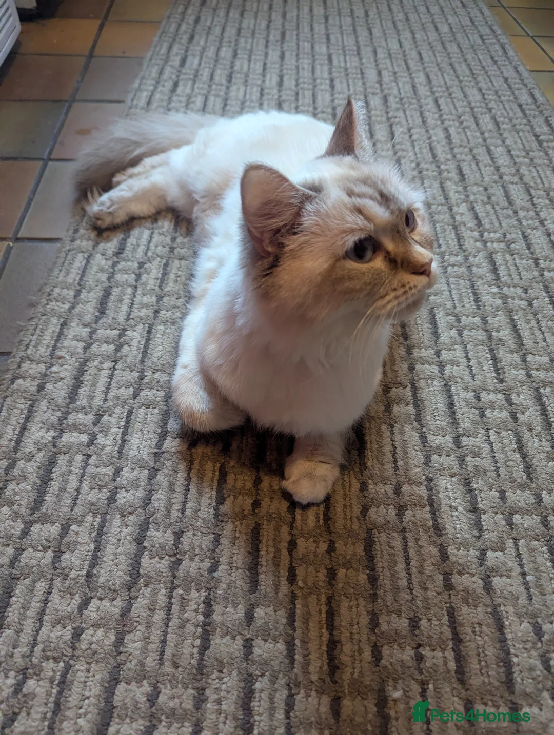 Ragdoll cats for sale: Fluffy Ragdoll Kittens - Advert 11