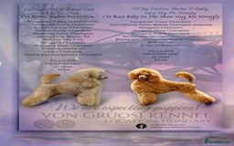 Miniature Poodle dogs for sale: Beautiful girl available - Image 4