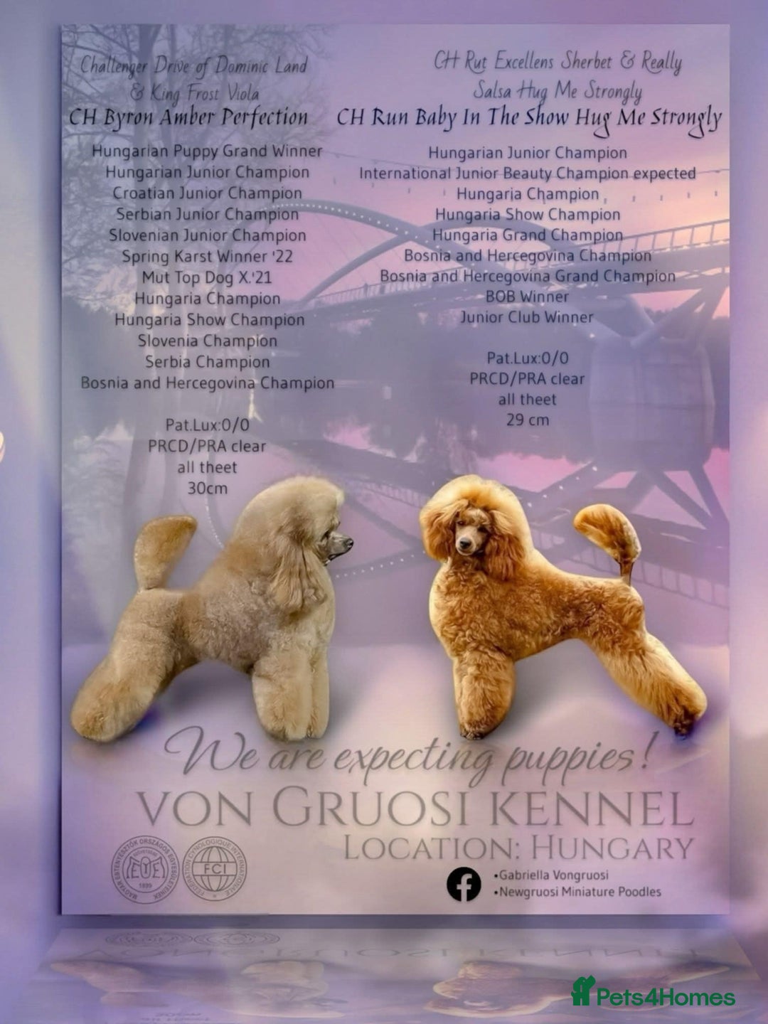 Miniature Poodle dogs for sale: Beautiful girl available - Image 4