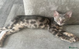 Bengal cats for sale: Adorable Female Blue Bengal Kitten TICA REG - Image 13