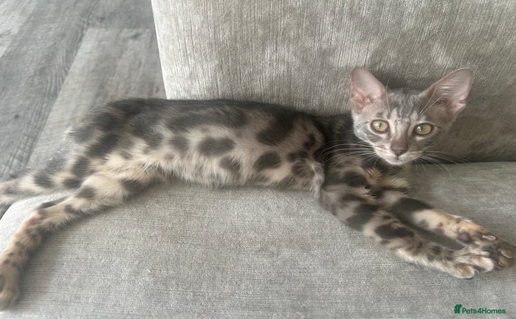 Bengal cats - Advert 13