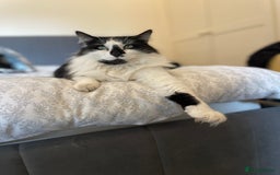 Domestic Shorthair cats for sale: Jesse - male 7 years old - Advert 7