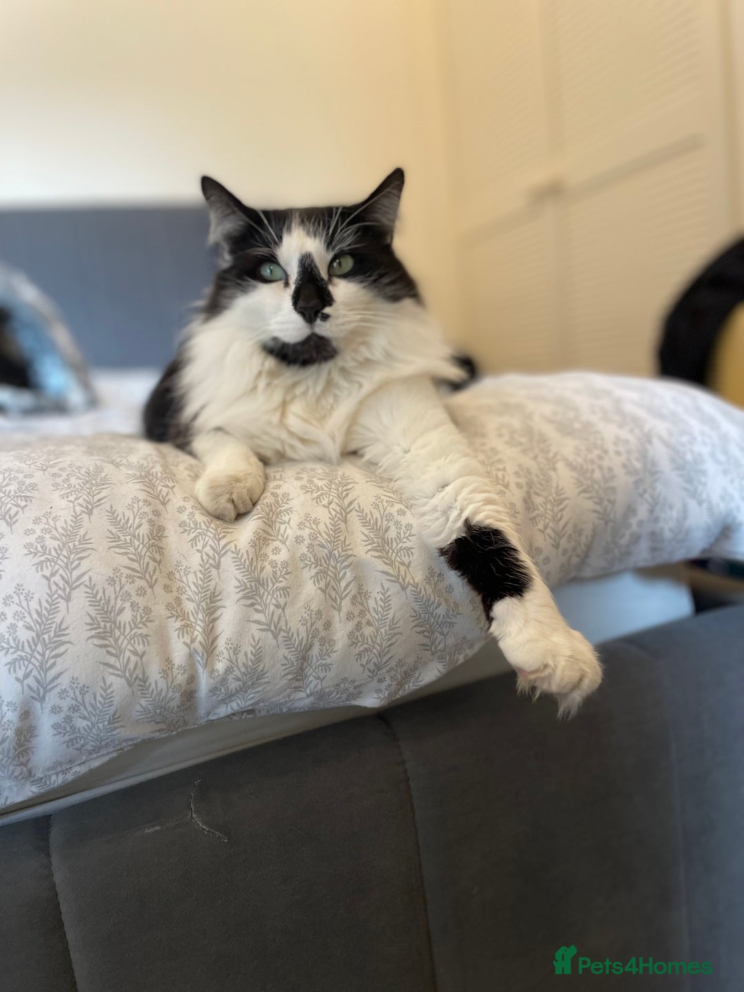 Domestic Shorthair cats for sale: Jesse - male 7 years old - Advert 7