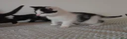 Mixed Breed cats for sale: Beautiful Kittens Looking for Loving Homes - Advert 12
