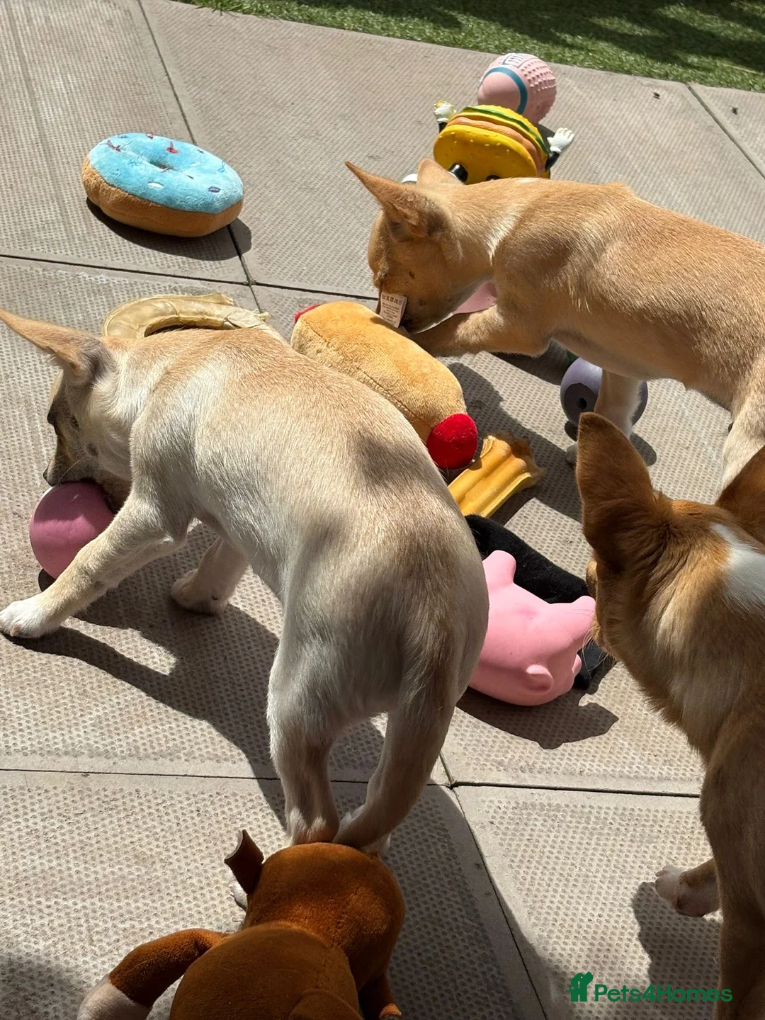 Chihuahua dogs for sale: 2 beautiful pups for sale.  - Advert 2