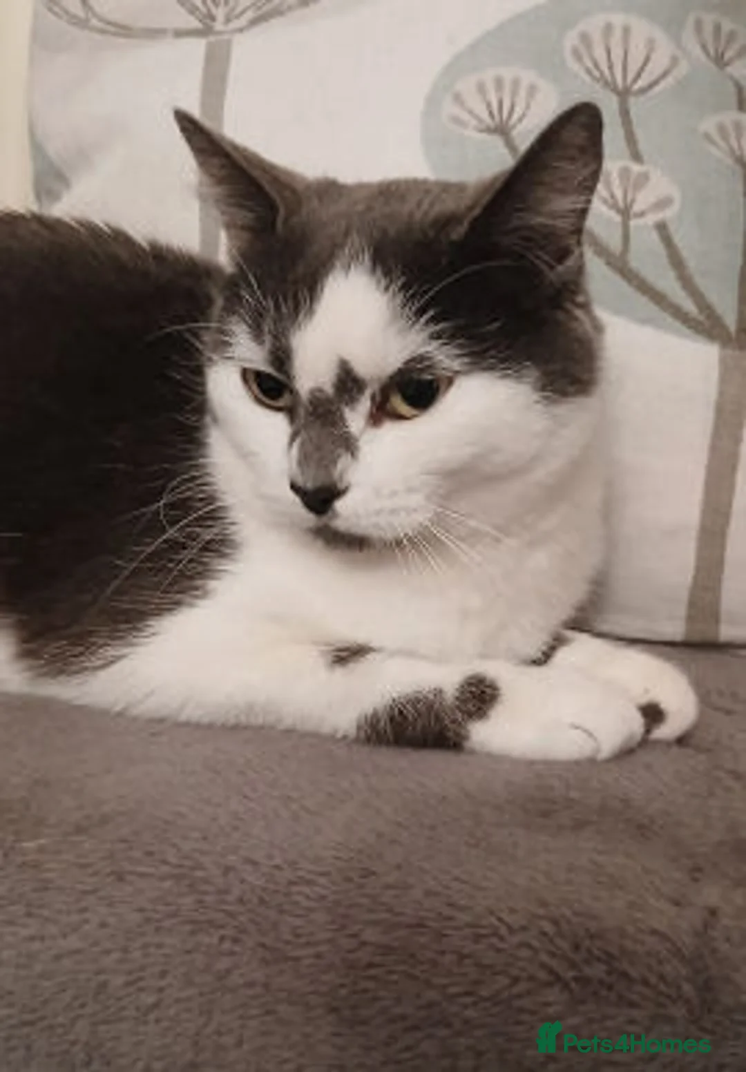 Mixed Breed cats for adoption: Judy. - Advert 3