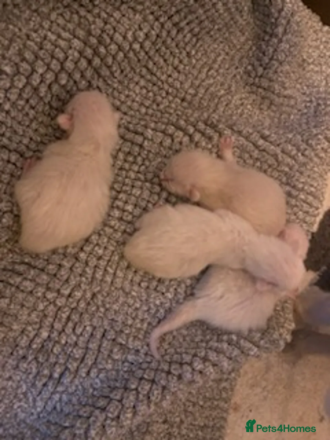 Ragdoll cats for stud: Stud Muffin in Ilkeston - Advert 19