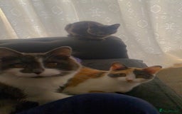 Domestic Shorthair cats for sale: Bisk , Cali & Scottie  - Image 6
