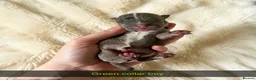 Mixed Breed dogs for sale: French Bull Jack Puppies - Advert 10