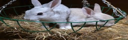 Rex rabbits for sale: Gorgeous rex rabbits - Advert 11