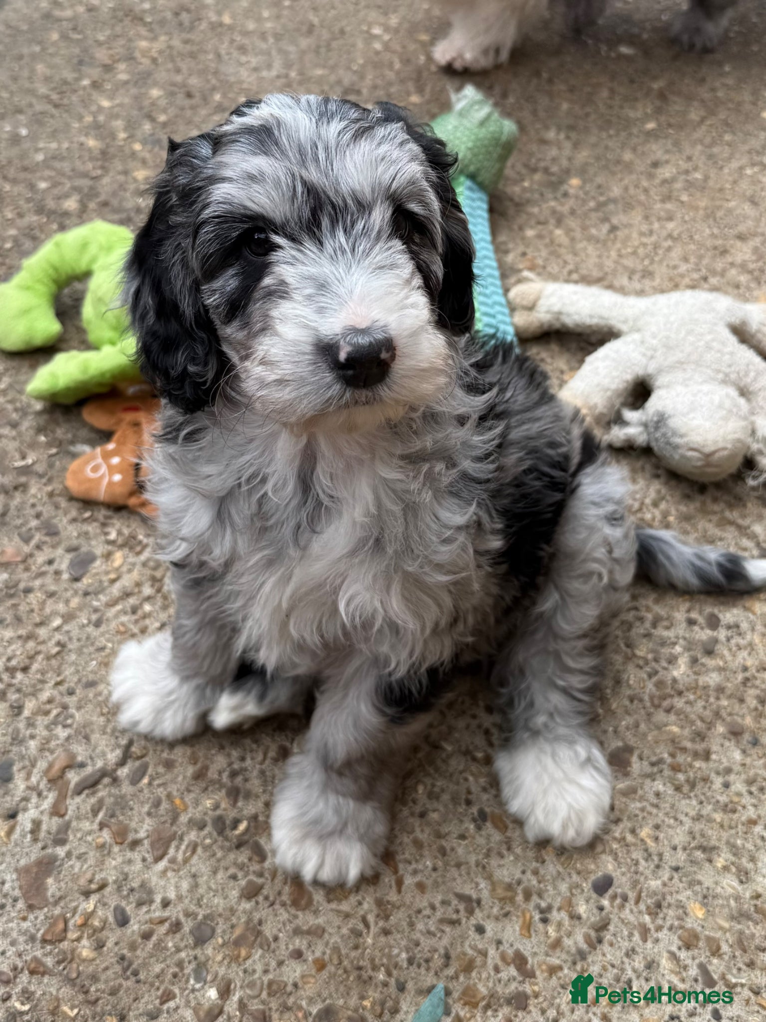 Australian Labradoodle dogs READY 1 girls 2 boy  AUSTRALIAN LABRADOODLE  - Advert 1